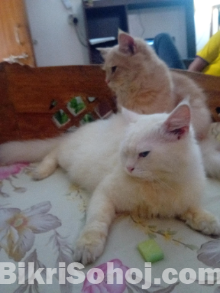 পার্সিয়ান বিড়াল ২টি